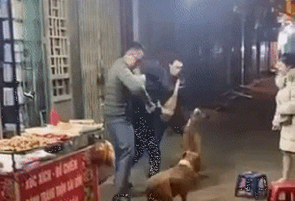 Chó Pitbull lao vào tấn công chú chó nhỏ, 3 người chật vật can ngăn