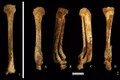 Bộ xương cổ đại tiết lộ hình phạt chặt chân phụ nữ Trung Quốc 3.000 năm trước 