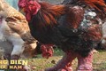 Loài gà độc nhất thế giới ở Việt Nam: Dân mạng quốc tế trầm trồ