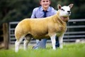 Con cừu nhìn như chó cưng có giá gấp đôi siêu xe Ferrari