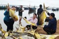 Kéo mẻ lưới bắt 300 con cá vàng, thu 600 triệu đồng 