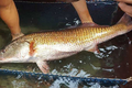 Giải mã bí ẩn về loài cá Việt tiền tỷ được săn đón... đắt đỏ nhất thế giới