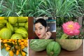 Vườn cây trái sai lúc lỉu trong biệt thự của Hoa hậu Nguyễn Thị Huyền