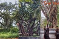 Thăm những cây xanh đặc biệt được Bác Hồ trồng ở thủ đô Hà Nội