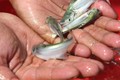 Cá đặc sản ở Việt Nam "nhát chết", ngày càng hiếm, người nuôi kiếm bạc triệu