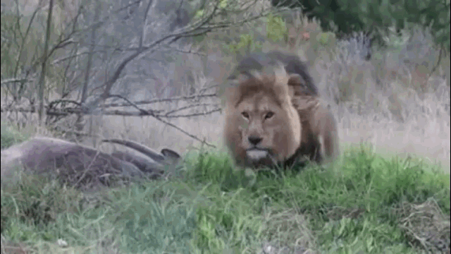 Video: Sư tử đực giận dữ lao tới tấn công người quay phim