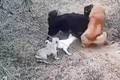 Video: Chó Rottweiler bị chó ngao Tây Tạng tấn công, kết cục thế nào?