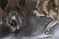 Video: Lợn rừng một mình tử chiến 4 chó sói và cái kết khó tin