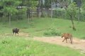 Video: Quay lại đối đầu hổ dữ, bò đực nhận ngay cái kết thảm