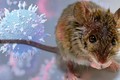 Video: Biến thể Omicron có thể tiến hoá từ… chuột