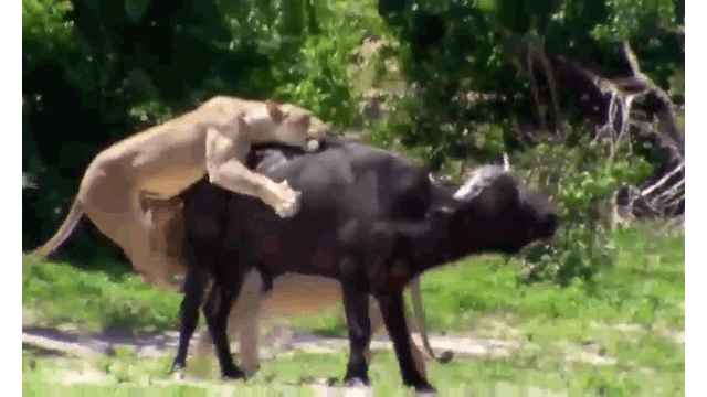 Video: Sư tử đực thản nhiên đứng nhìn bạn tình tử chiến