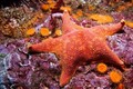 Hình ảnh ấn tượng bầy sao biển đầy màu sắc ăn thịt sư tử biển