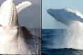 Truy tìm dấu vết của cá voi lưng gù bạch tạng nổi tiếng của Australia
