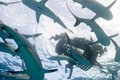Đi tìm vụ cá mập tấn công con người lớn nhất lịch sử 