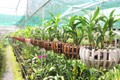 Vườn lan gần 20.000 cây hàng chục tỷ của tay chơi Sài Thành