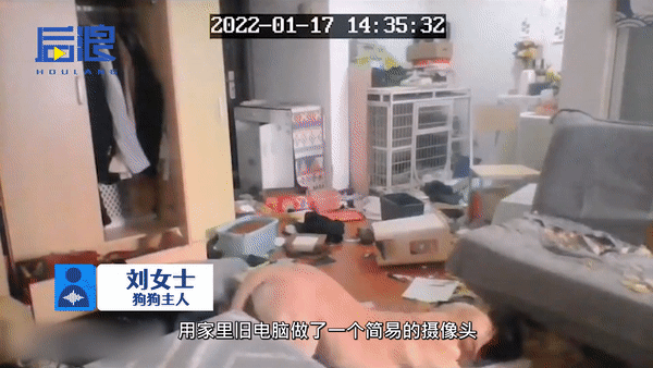 Chủ đi cách ly, chó cưng ở nhà cắn hỏng đồ đạc tại Trung Quốc