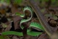 Video: Rắn roi xanh cực độc đại chiến rắn ráo, cái kết bất ngờ  
