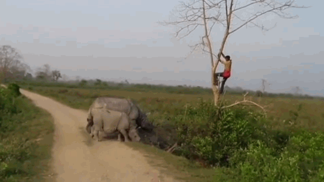 Video: Bị tê giác truy đuổi, người đàn ông sợ hãi trèo lên cây