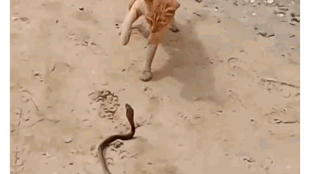 Clip: Mèo nhà hung hăng giết chết rắn hổ mang 