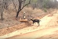 Video: Đàn chó hoang "mổ bụng" linh dương Impala