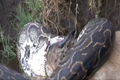 Video: Trăn khổng lồ nuốt chửng linh dương
