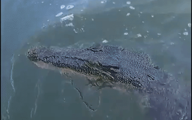 Video: Cặp đôi "đứng tim" khi cá sấu nhảy bổ lên thuyền