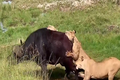 Video: Trâu rừng bỏ mạng khi đối đầu với 3 con sư tử đói