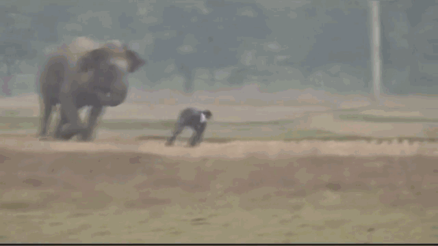 Video: Chụp ảnh "tự sướng", người đàn ông bị voi truy đuổi và cái kết