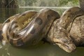 Loài rắn lớn nhất thế giới với chiều dài cơ thể hơn 10 mét