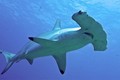Cá mập đầu búa có cái “búa” trên đầu để làm gì?