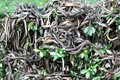 ‘Hòn đảo tử thần’ nơi hàng vạn con rắn độc ngự trị