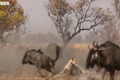 Video: Báo săn liều lĩnh tấn công linh dương đầu bò