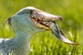 Loài chim hung tợn nhất thế giới: Sở hữu bộ mặt "khó ở"