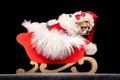 “Cute” lạc lối bộ ảnh những chú cún diện trang phục Giáng Sinh