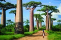 Vùng đất châu Phi, nơi sống của những cây bao báp khổng lồ