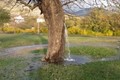 Bí ẩn cây dâu tằm hơn 100 tuổi “hóa” đài phun nước