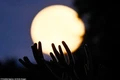 Đêm nay, siêu trăng “cá tầm” tỏa sáng khắp trời Việt Nam: Làm sao ngắm? 