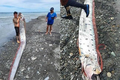 “Quái ngư” khổng lồ xuất hiện ở biển Đài Loan, ngư dân lo nơm nớp 