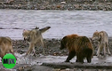 Cảnh gấu liều lĩnh giành thức ăn với bầy sói hiếm có