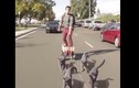 Phì cười với trai trẻ cưỡi chó đi dạo trên xa lộ