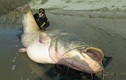 Bắt được cá trê 127kg lớn nhất thế giới