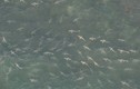 Hãi hùng hàng trăm con cá mập dàn trận bơi vào bờ