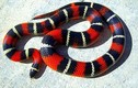 Những loài rắn sát thủ được cưng chiều nhất thế giới