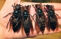 Những điều chưa biết về ong châu Á