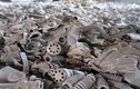 Lạnh người “khu cấm địa” 33 năm sau thảm họa hạt nhân Chernobyl