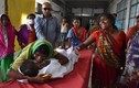 31 trẻ em Ấn Độ thiệt mạng vì chất độc trong quả vải?