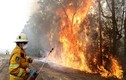 Thảm họa cháy rừng ở Australia: Mất cả 100 năm để phục hồi