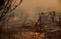 Hãi hùng cảnh cháy rừng như “tận thế” ở California