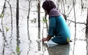 Vì sao mưa lũ bất thường gia tăng liên tiếp tại châu Á?