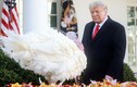 Ảnh: Tổng thống Trump xá tội cho gà tây tại Nhà Trắng